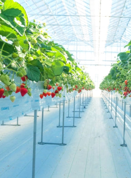 MIGAKI-ICHIGO ONLINE SHOP